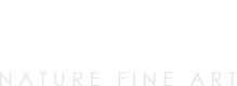 NFA-logo-light