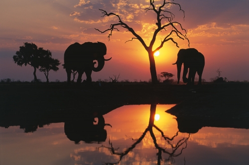 Savuti Elephants at Sunset