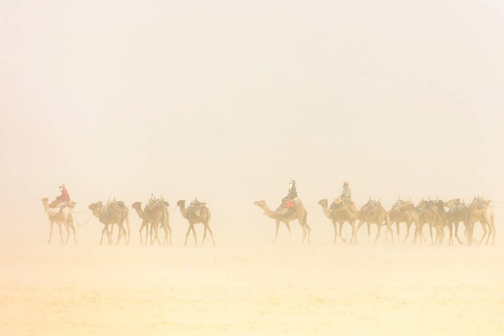 Camel caravan in sandstorm