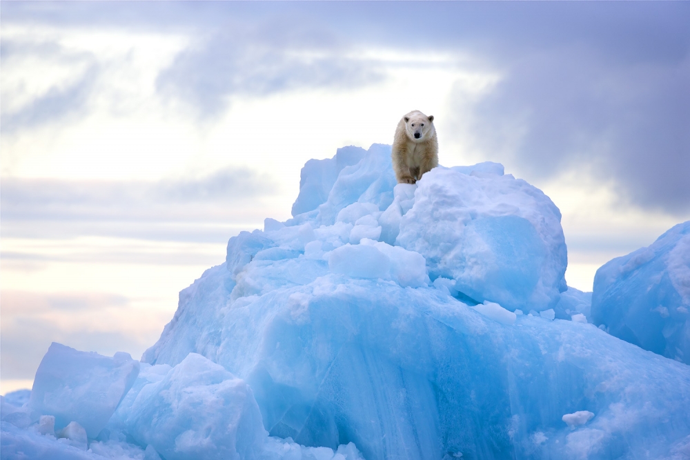 Polar bear on top of blue iceberg