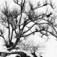Japanese tree in winter