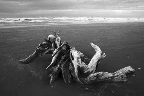 Large driftwood root on sandy beach south of Cape Foulwind