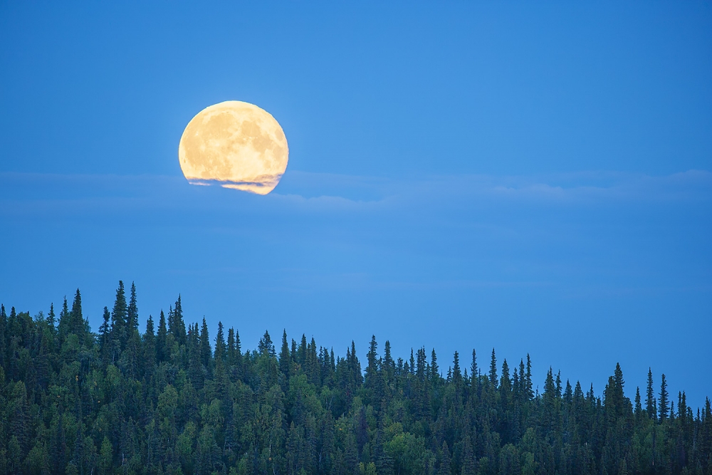 Full moon rising above spruce tree forest