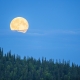 Full moon rising above spruce tree forest