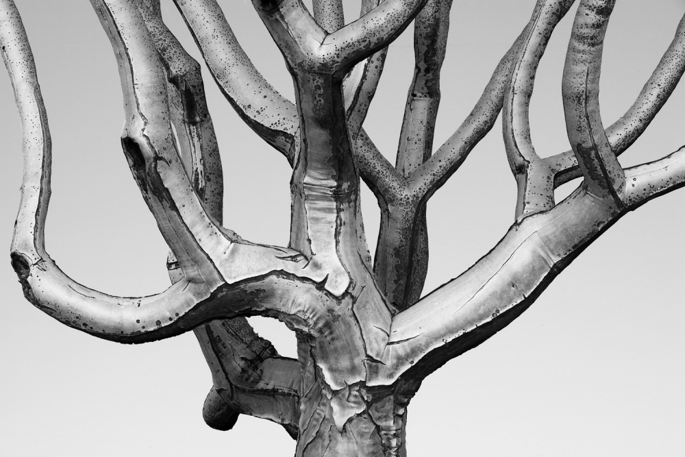 Quiver tree detail