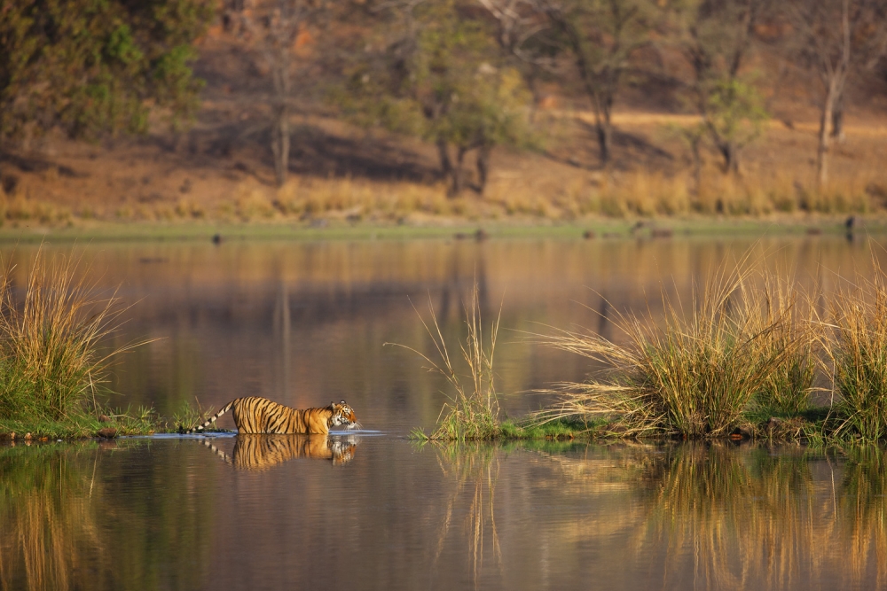 Bengal tiger in lake