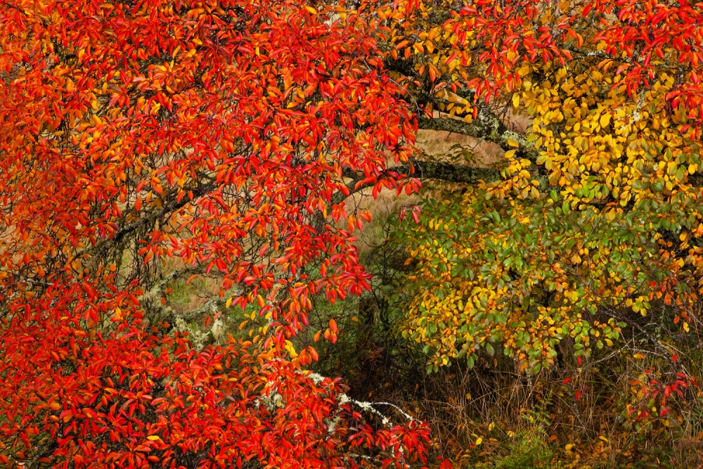 Tree in fall colors, north of South Island