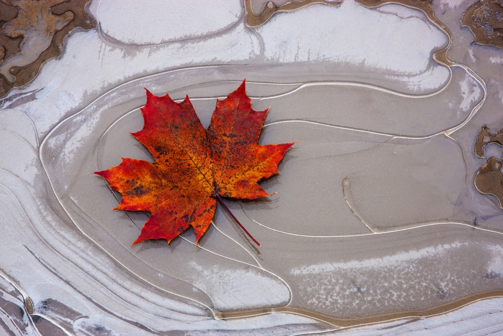Maple leaf on frozen puddle