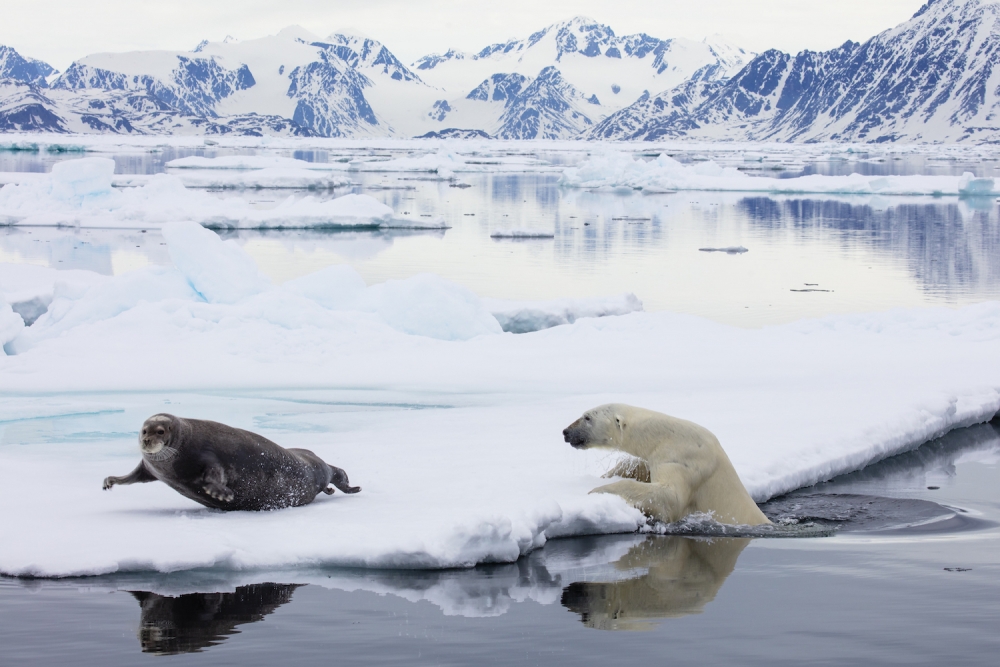 Svalbard, polar bear trying to catch bearded seal on pack ice