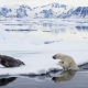 Svalbard, polar bear trying to catch bearded seal on pack ice