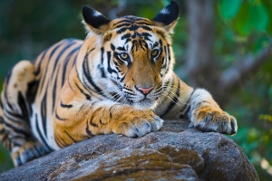 17 months old Bengal tiger cub lying on rock