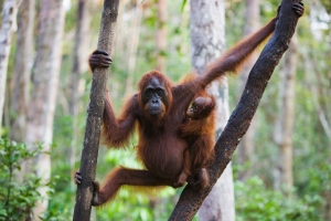 Orangutan mother with baby