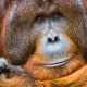 Dominant male orangutan