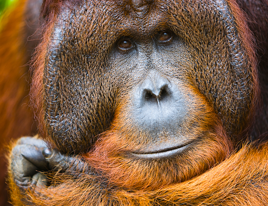 Dominant male orangutan