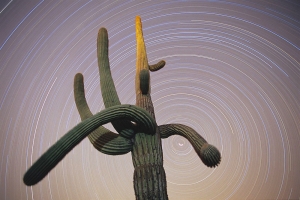Saguaro cactus with star trails, Arizona