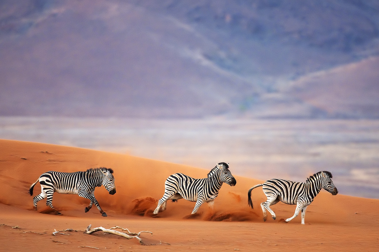 Zebras running across sand dune