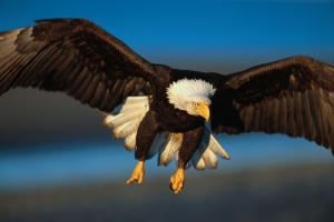Bald Eagle Preparing to Land