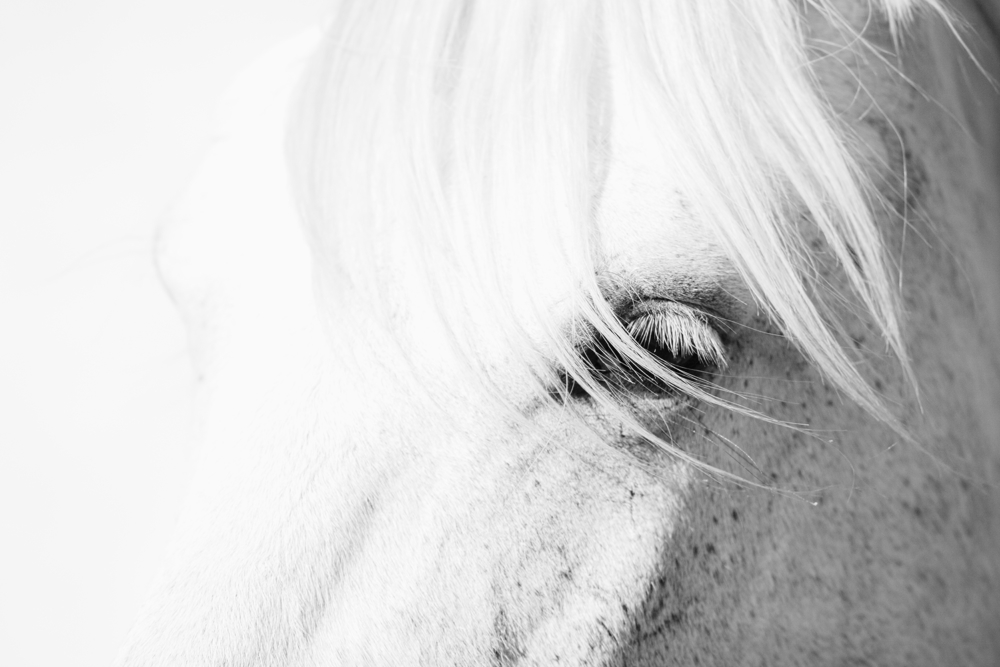 White Camargue horse, close-up of head, Camargue, France
