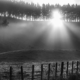 Farm fence and trees backlit at sunrise